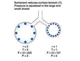 Ley de Laplace Los alvéolos tienen distintos tamaños A menor R mayor P P= 2T R 15 El Surfactante Pulmonar Qué es?