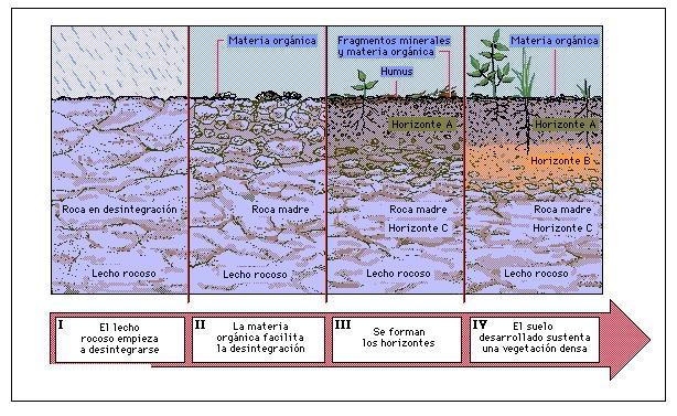 EL SUELO : Material producido por los efectos de meteorización y la acción de plantas y animales sobre las rocas de la superficie de la tierra.