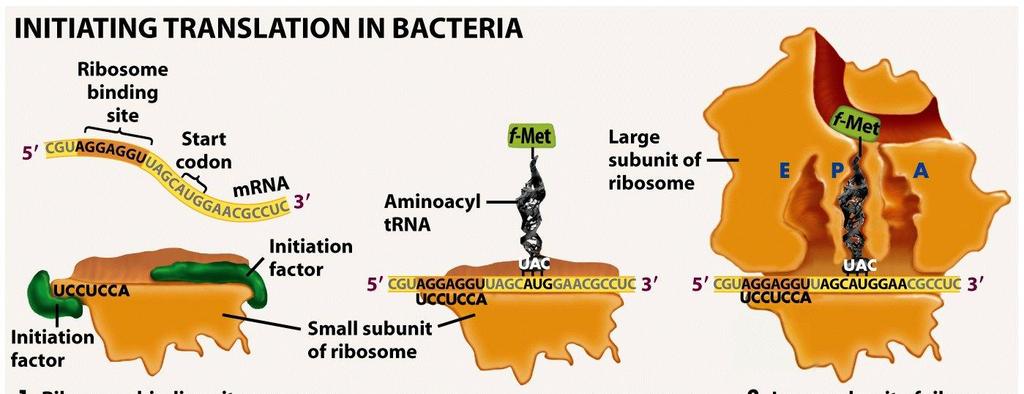 2.- Enlace de la subunidad ribosomal grande a la subunidad pequeña Complejo de Iniciación de la traducción - El trna iniciador