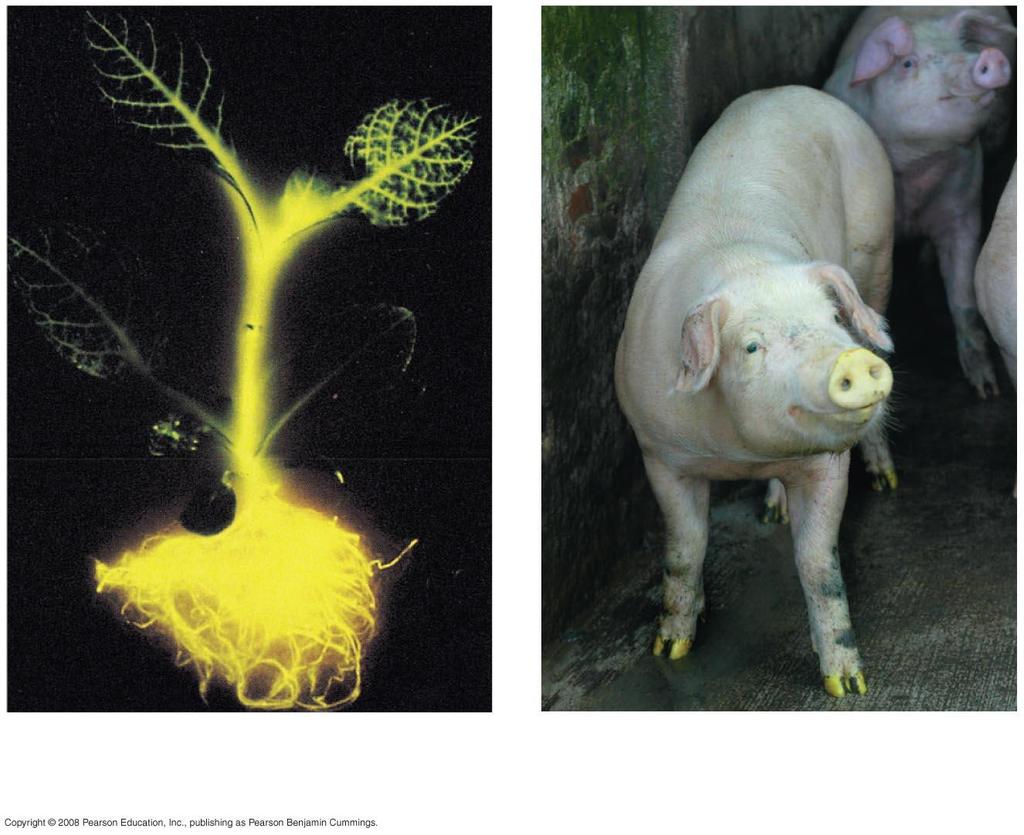 Código Genético Universal (a) Tobacco plant expressing a firefly gene (b) Pig