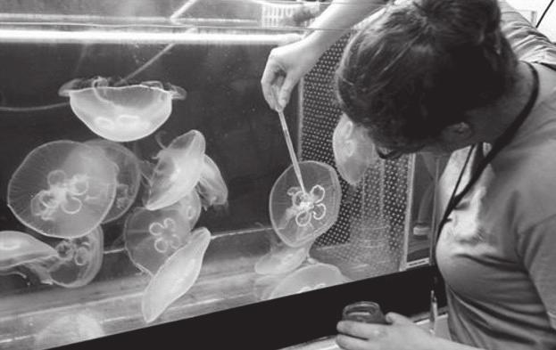 CRÍA Y VENTA DE MEDUSAS Alimentación Las medusas son animales planctívoros en su mayoría y algunas especies son también fotosintéticas gracias a que tienen en simbiosis unas algas llamadas