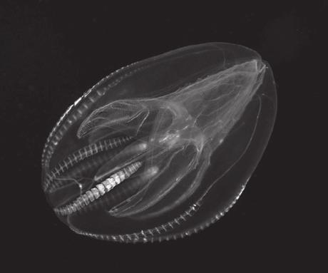 1. Intoducción a las medusas CRÍA Y VENTA DE MEDUSAS El filo, Cnidaria es un grupo interesante con más de 9000 especies.