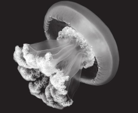 Los nematocistos son producidos y utilizados por las medusas.