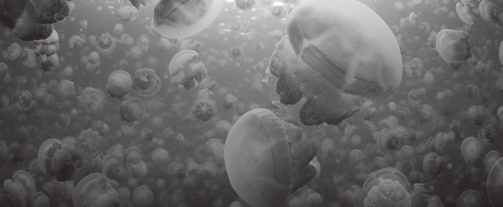 CRÍA Y VENTA DE MEDUSAS 5. Las medusas en la biodiversidad marina Las medusas nunca han sido muy populares entre el ser humano, realmente se piensa que es poco más que agua y que además urticantes.