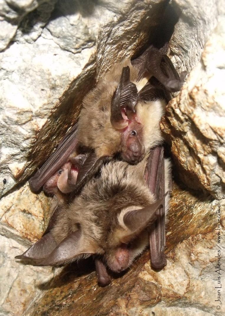 FICHA DE ANTECEDENTES DE ESPECIE Id especie: NOMBRE CIENTÍFICO: Histiotus montanus Philippi y Landbeck, 1861 NOMBRE COMÚN: murciélago orejudo menor, Lesser big-eared bat (en inglés) Fotografía de