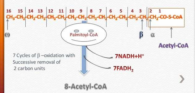 Figura 17.17. Proceso de oxidación de los ácidos grasos. Fuente: http://es.slideshar e.