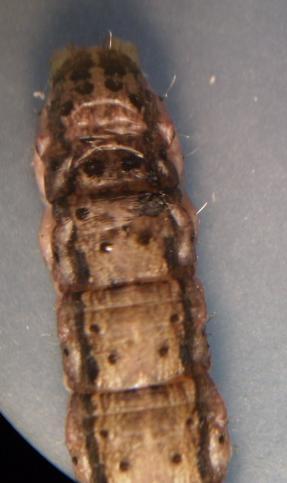 Diferencias morfológicas entre Spodoptera frugiperda y S. cosmiodes.