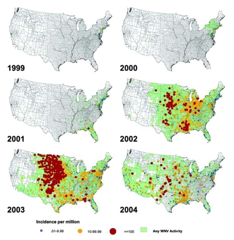 Virus del Nilo Occidental en EEUU En 2002, la infección por VNO afectaba a 39 estados en los EEUU produciéndose la mayor epidemia de enfermedad neurológica por