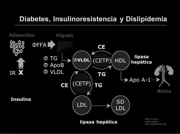Diabetes, Insulinoresistencia y Dislipidemia Adipocitos Hígado!FFA CE IR X! TG! ApoB! VLDL CE!