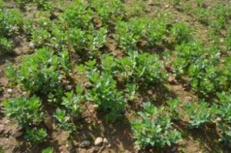 Nascencia del cultivo Las nascencias no se produjeron hasta finales de diciembre cuando tuvieron lugar las primeras lluvias tras las siembras.