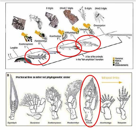 Origen y Evolución Eusthenopteron: pez Sarcopterigio Acanthostega: primer tetrápodo, aún acuático Ichthyostega: posiblemente andaba