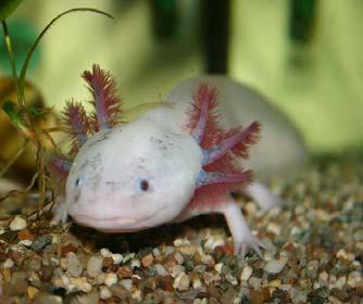 SUBCLASE: LISSAMPHIBIA Orden Caudata salamandras,