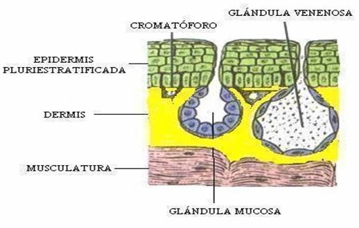 Forma y función Tegumento Piel desnuda con abundantes glándulas (mucosas y venenosas) y con cromatóforos. Varias funciones.