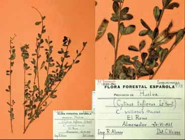 Ecología, N.º 24, 2012 res a las que se observan en el pliego MAIA 1687 L. stoechas L. var. albiflora C. Vicioso (Figura 4).
