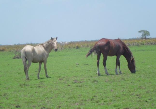 Introducción/Justificación El caballo criollo araucano: recurso genético que posee gran fortaleza para sobrevivir en condiciones ambientales tropicales adversas.