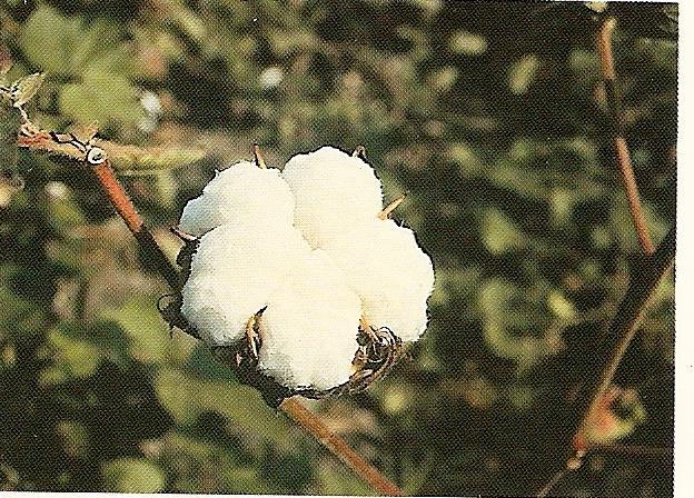 Inicios en la década de 1970 Temática: La cosecha del algodón Objetivo: lograr cosechar algodón con equipamiento propio, que técnicamente podamos hacer, comprar,