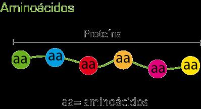 Las proteínas Si aa < 51, se habla de péptido Si aa >= 51, se habla de