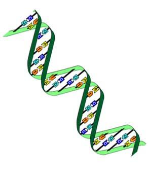 La Transcripción El ADN es un conjunto (no continuo) de genes Gen Un gen es una porción de ADN que codifica para una proteína en particular La transcripción consiste en la copia temporaria
