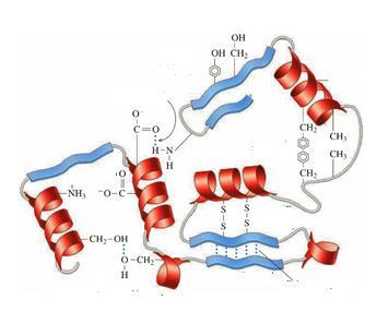 30. Mencione 3 enlaces que mantienen estable la estructura terciaria de las proteínas: 31.