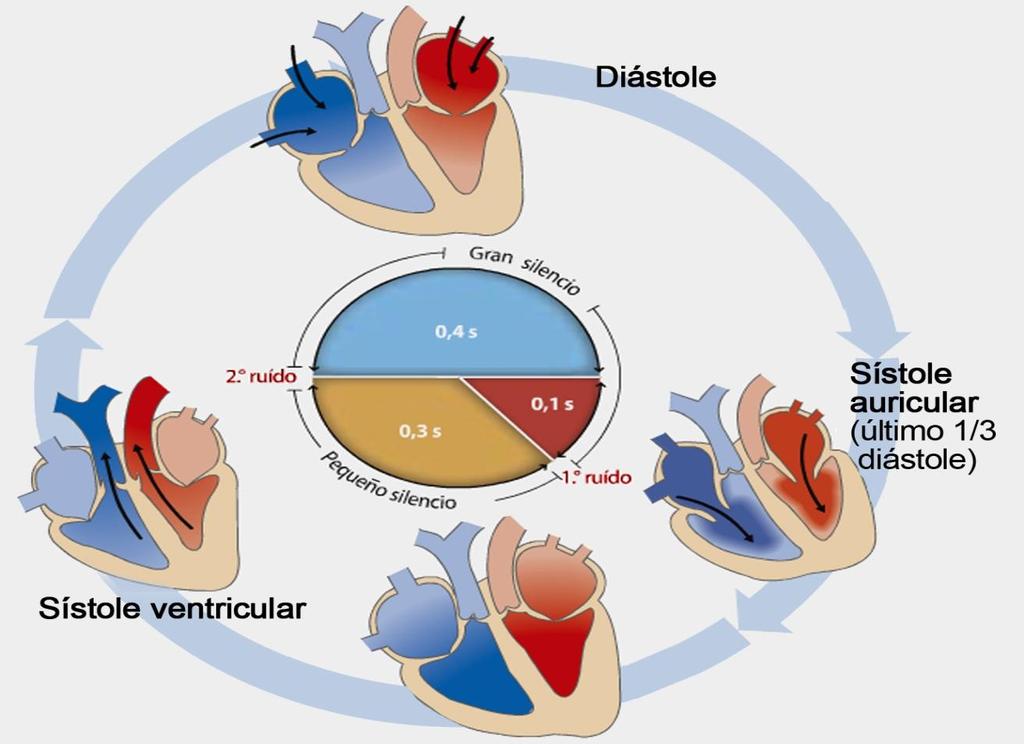 Duración del ciclo cardíaco