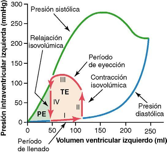 Relación volumen / presión «diagrama volumen-presión» FASE I - PERÍODO DE LLENADO: Volumen telesistólico 40-50 ml Volumen telediastólico 110-120 ml Presión ventric. diastólica 0-12 mmhg.