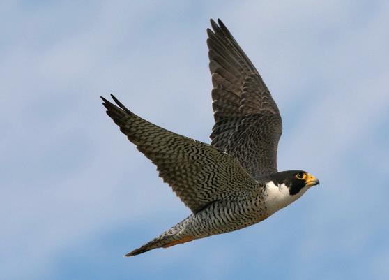 De las 19-21 subespecies existentes, una sola reside en Sudamérica, Falco peregrinus cassini.