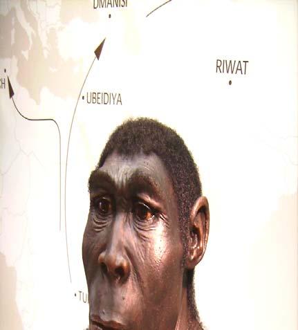 a. Homo erectus Vivió desde hace 1,6 m.a. hasta hace poco más de 100.