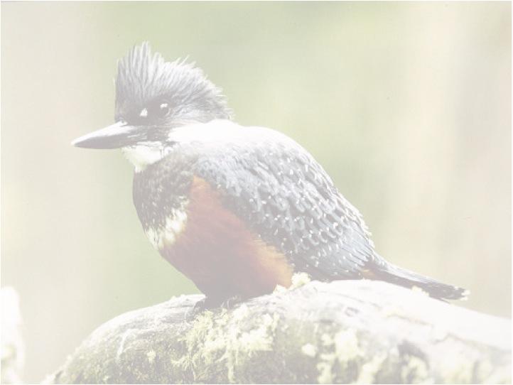 Cluster Turismo de Intereses Especiales, Proyecto Diseño de productos avistamiento de avifauna, Isla de Chiloé Potenciar la oferta turística de Chiloé aprovechando los recursos naturales existentes