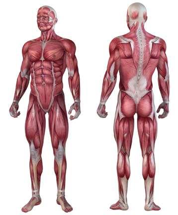 11. Sistema muscular ESTERNOCLEIDOMASTOIDEO TRAPECIO DELTOIDES PECTORAL MAYOR BÍCEPS TRÍCEPS