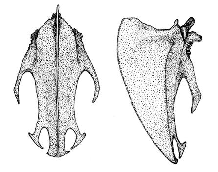 El esternón es más ancho a nivel de los xifoides laterales.