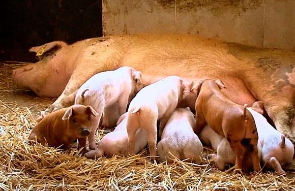 Fuente: actualidad porcina Manejo de cerdas en el periodo de lactancia La etapa de lactancia comienza desde el momento en que la cerda llega a la sala de maternidad, el porcicultor debe preocuparse