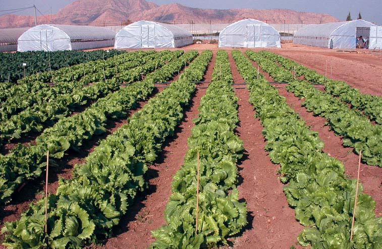 Aplicación de fertilizantes de liberación controlada en el cultivo de lechuga de la región de Murcia.
