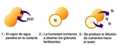Figura 1: Liberación acumulada de nitrógeno uréico (%) del fertilizante de liberación controlada Cote-N 41-0-0 de dos meses de longevidad Liberaci n acumulada de N-Ur ico (%) 80 70 60 50 40 30 20
