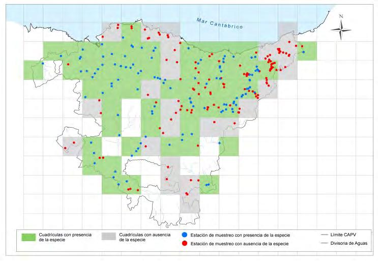 Código de la especie, Anexo y/o categoría de amenaza Área de distribución en la CAPV MADRILLA/LOINA (Parachondrostoma miegii) Cód. 5292.