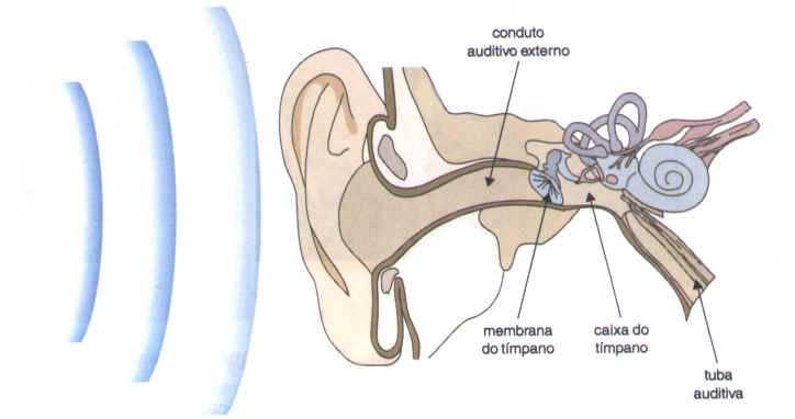 A nosotros las ondas sonoras nos llegan a través del pabellón de la oreja, entran por el