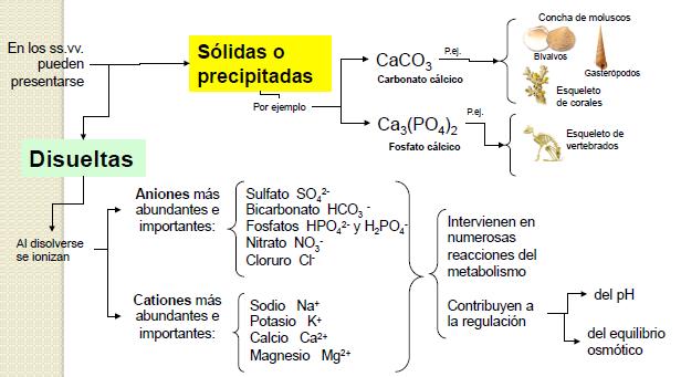 1.2.4. DISOLUCIONES ACUOSAS DE SALES MINERALES. 1.2.4.1.- Concepto y tipos de sales minerales son compuestos químicos que se encuentran en los seres vivos en forma sólida (precipitadas), en forma
