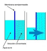 - Osmosis: es el proceso por el que se produce el paso del disolvente (en los seres vivos es el agua) a través de una membrana semipermeable entre dos disoluciones de diferente concentración; este