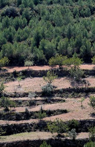 Cultivo recuperado en zona Águila perdicera. Mosaico como zonas despejadas que facilita la captura de especies presa y sirven como prevención de incendios forestales. G.