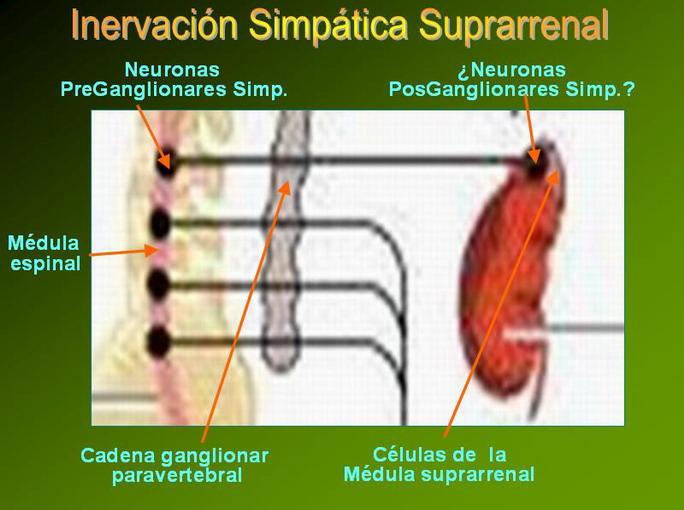 En el caso de las fibras preganglionares que inervan la médula suprarrenal se produce una excepción interesante: estas fibras hacen sinapsis