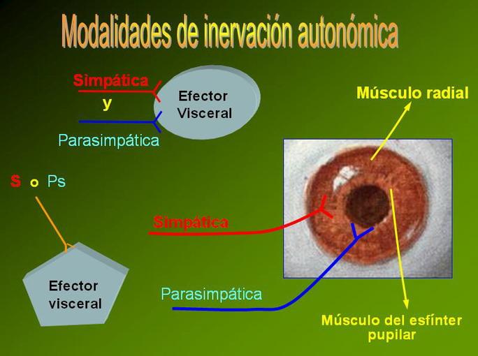 Los efectores autonómicos (músculo liso, glándulas sudoríparas, tejido secretor visceral, etc.) no siempre reciben una inervación efectora dual.