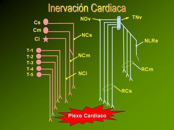 La inervación autonómica cardiaca ha sido extensamente estudiada, principalmente los elementos eferentes.