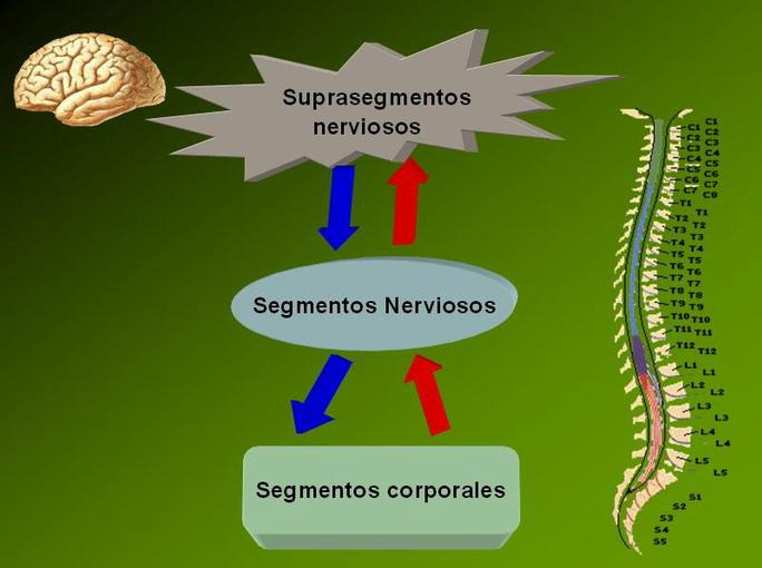 Una clasificación morfo-funcional relevante, es aquella que toma en cuenta los vínculos del sistema nervioso con diferentes estructuras corporales.