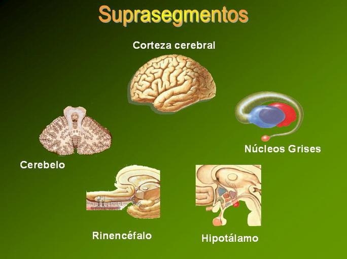 Los suprasegmentos, a diferencia de los segmentos nerviosos no mantienen relaciones aferentes o eferentes directas con los segmentos corporales.