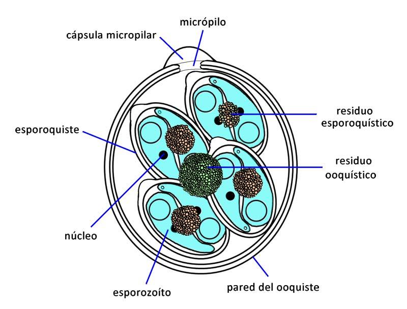coccidios son esféricos, subesféricos, ovoides o elipsoidales y de diversas
