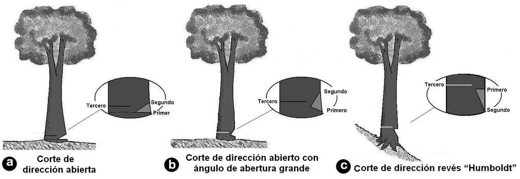 Figura 2. Diferentes tipos de cortes aplicados en la corta de los árboles de Alnus acuminata en plantaciones forestales. Aserrío Las trozas de 2.
