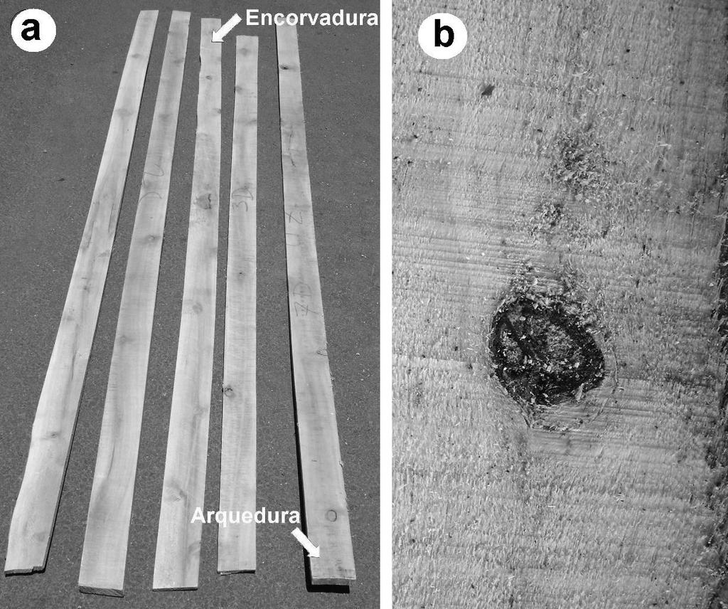 Figura 4. Calidad de la madera aserrada (a) y presencia de encorvadura y arqueadura (a) y grano velloso alrededor de los nudos (b) en Alnus acuminata de plantaciones de ocho años de edad.