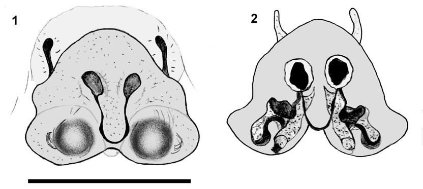 46 G. Alayón García Figs. 1-2: Dolomedes guamuhaya sp.n. 1. Hembra, epigino. 2. Hembra, vulva. Escala: 1mm. nomenclatura propuesta por Carico y Holt (1964) y Sierwald (1989).