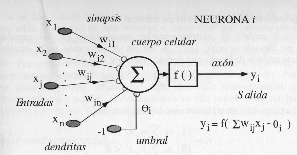 Sistema Neuronal Artificial El modelo estándard de neurona artificial Rumelhart y McClelland (1986)