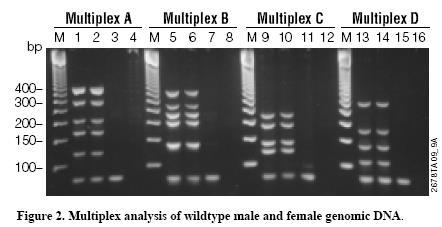 Tipos de PCR Multiplex PCR: amplificación con múltiples pares de primers, lo que da lugar a una serie de productos que pueden verse como múltiples bandas en un gel de agarosa.