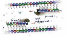 Etapas de la reacción Extensión La DNA polimerasa actua sobre los primers que hibridaron, comenzando la duplicación de la